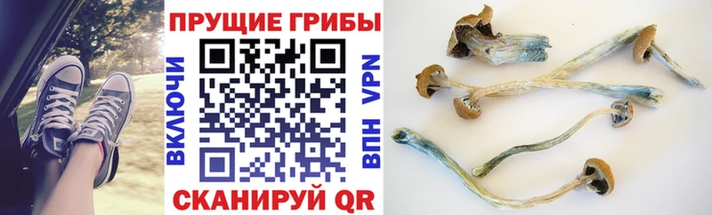Галлюциногенные грибы мицелий  Боготол 
